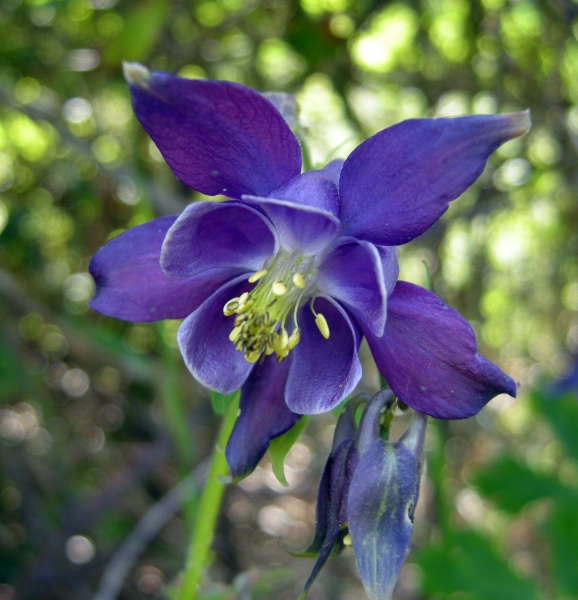 aquilegia vulgaris